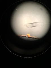 Mycena strobilinoidea