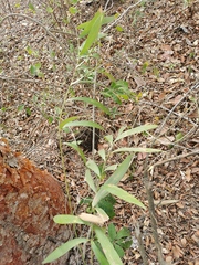 Zamia loddigesii