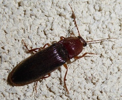 Hemicrepidius nemnonius