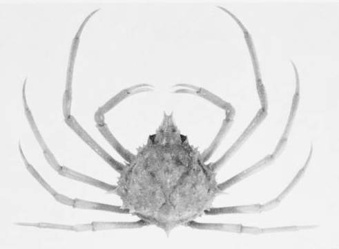 southern spider crab