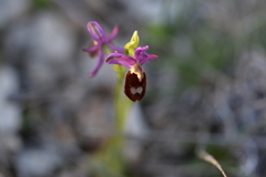 Ophrys bertolonii flavicans