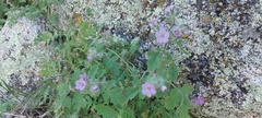 Phacelia cicutaria hispida