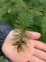 Pseudotsuga menziesii