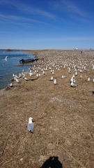 Larus delawarensis