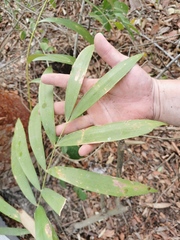 Zamia loddigesii