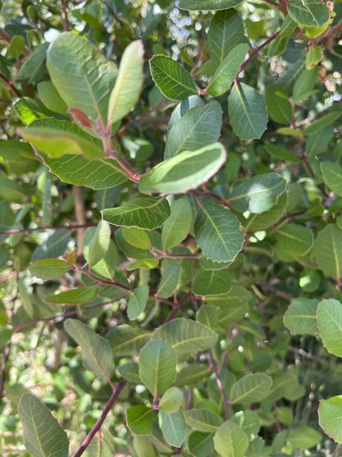 iNaturalist observation photo of lemonade berry