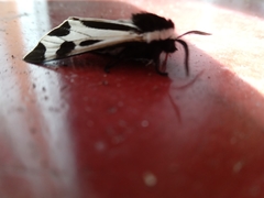 Dysschema centenaria