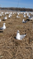 Larus delawarensis