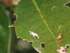 Neocrania bifasciata