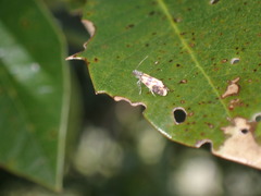 Neocrania bifasciata