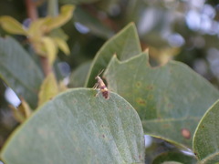 Neocrania bifasciata