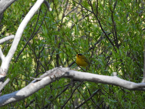 iNaturalist observation photo of Wilson's Warbler