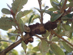 Disholandricus chrysolepidis