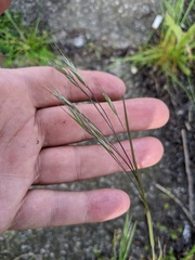Bromus sterilis