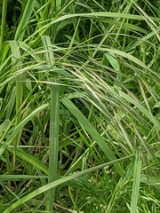 Bromus sterilis