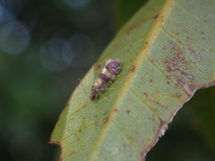Neocrania bifasciata