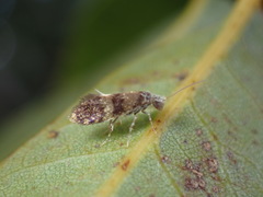 Neocrania bifasciata