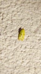 Sparganothis sulfureana