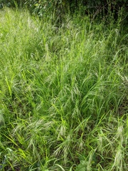 Bromus sterilis