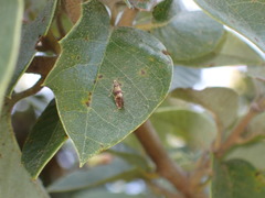 Neocrania bifasciata