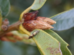 Neocrania bifasciata