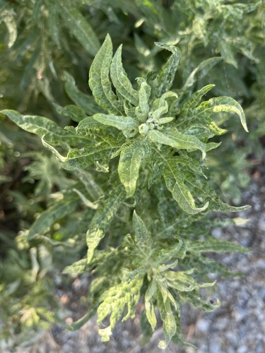 iNaturalist observation photo of California mugwort