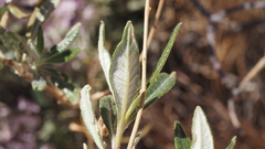 Eriodictyon trichocalyx lanatum