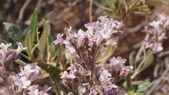 Eriodictyon trichocalyx lanatum