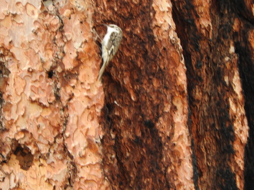 iNaturalist observation photo of Brown Creeper