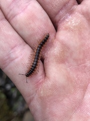 Pseudopolydesmus canadensis