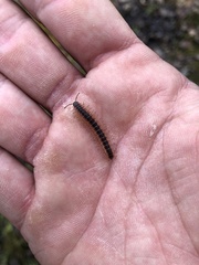 Pseudopolydesmus canadensis