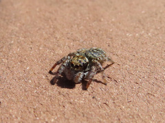 Carrhotus xanthogramma