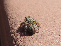 Carrhotus xanthogramma