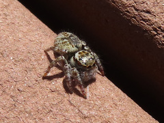 Carrhotus xanthogramma