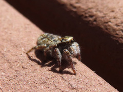 Carrhotus xanthogramma