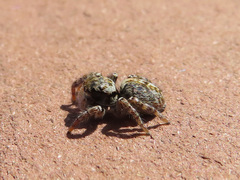 Carrhotus xanthogramma