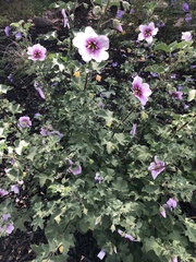 Malva subovata bicolor