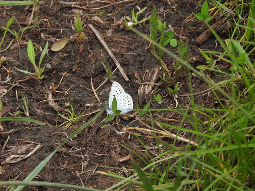 iNaturalist observation photo of Greenish Blue