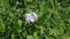 Poikilacanthus tweedieanus