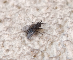 Triarthria setipennis