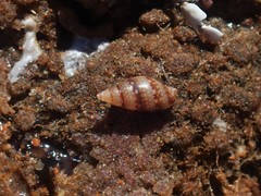 Pseudamycla dermestoidea