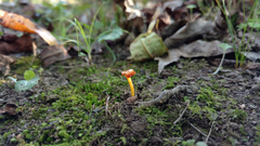 Hygrocybe minutula