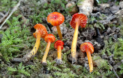 Hygrocybe minutula