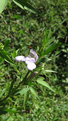Poikilacanthus tweedieanus