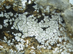 Acarospora epilutescens