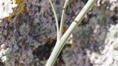 Delphinium parishii subglobosum
