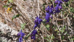 Delphinium parishii subglobosum