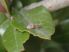 Neocrania bifasciata