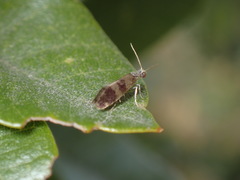 Neocrania bifasciata