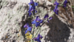 Delphinium parishii subglobosum